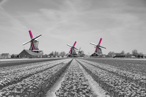 Вебинар FinExpertiza Netherlands: Преимущества для нидерландских компаний, ведущих учет в Dutch GAAP, в сравнении с МСФО